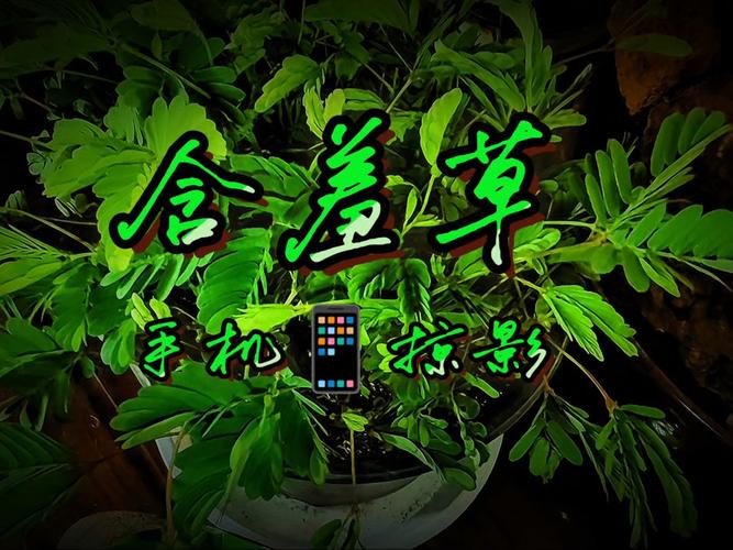 神马电影院未来影院的相关介绍
